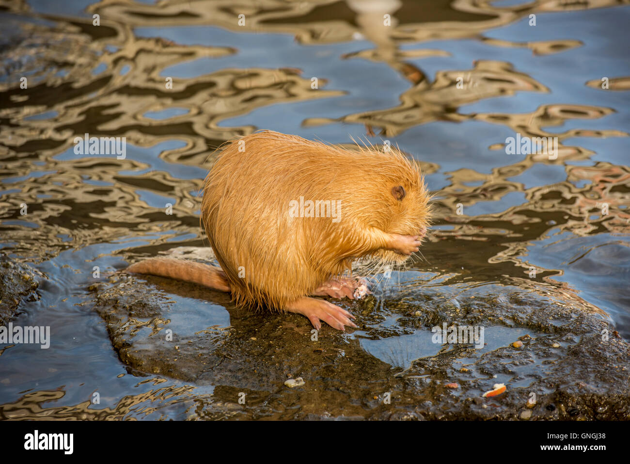 Nutrias, eine Fluss-Ratte, die Reinigung selbst Stockfoto