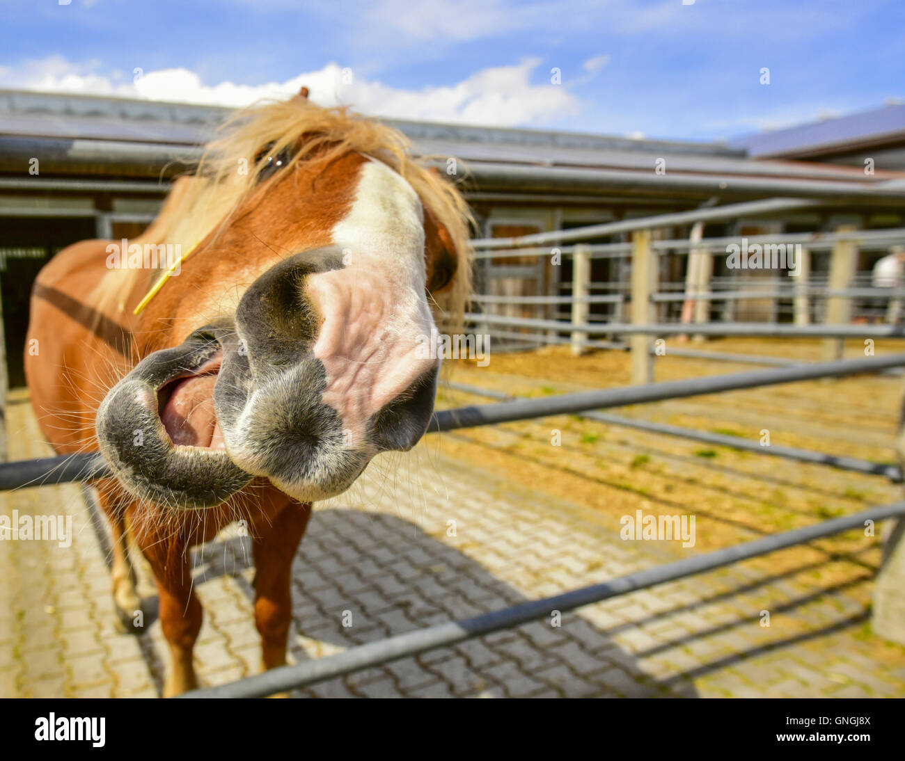 Pferd kuscheln Stockfotos und -bilder Kaufen - Alamy