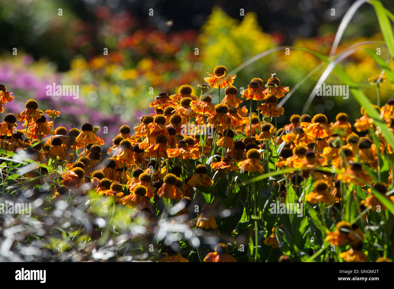 Fröhliche Helenium Blumen bringen leuchtende Farben zu einem Garten Inj Spätsommer und Herbst Stockfoto
