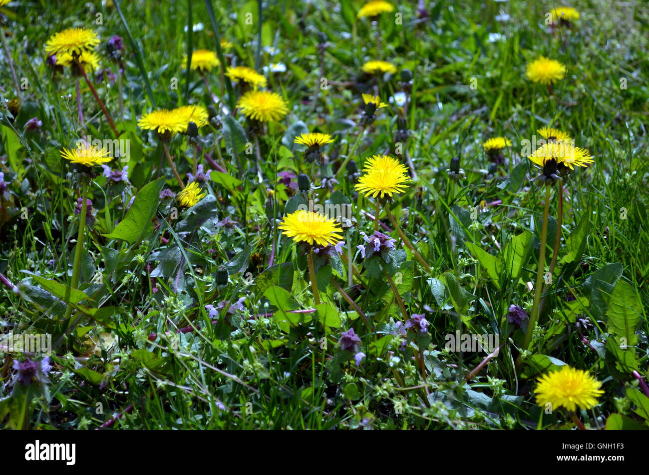 Blühende Wiese mit gelben Löwenzahn im Frühling Stockfoto