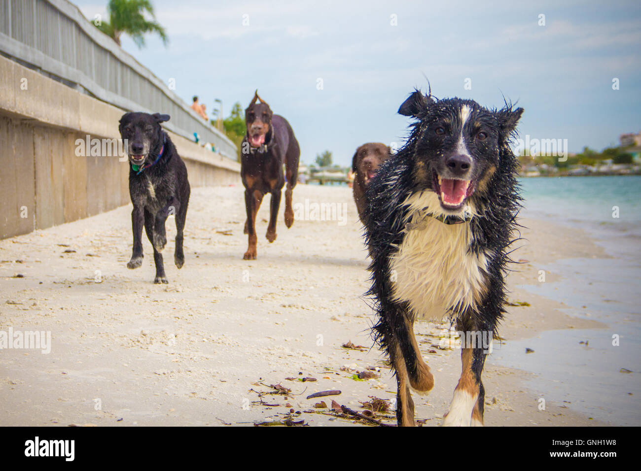 Hunde laufen am Strand, Florida, USA Stockfoto