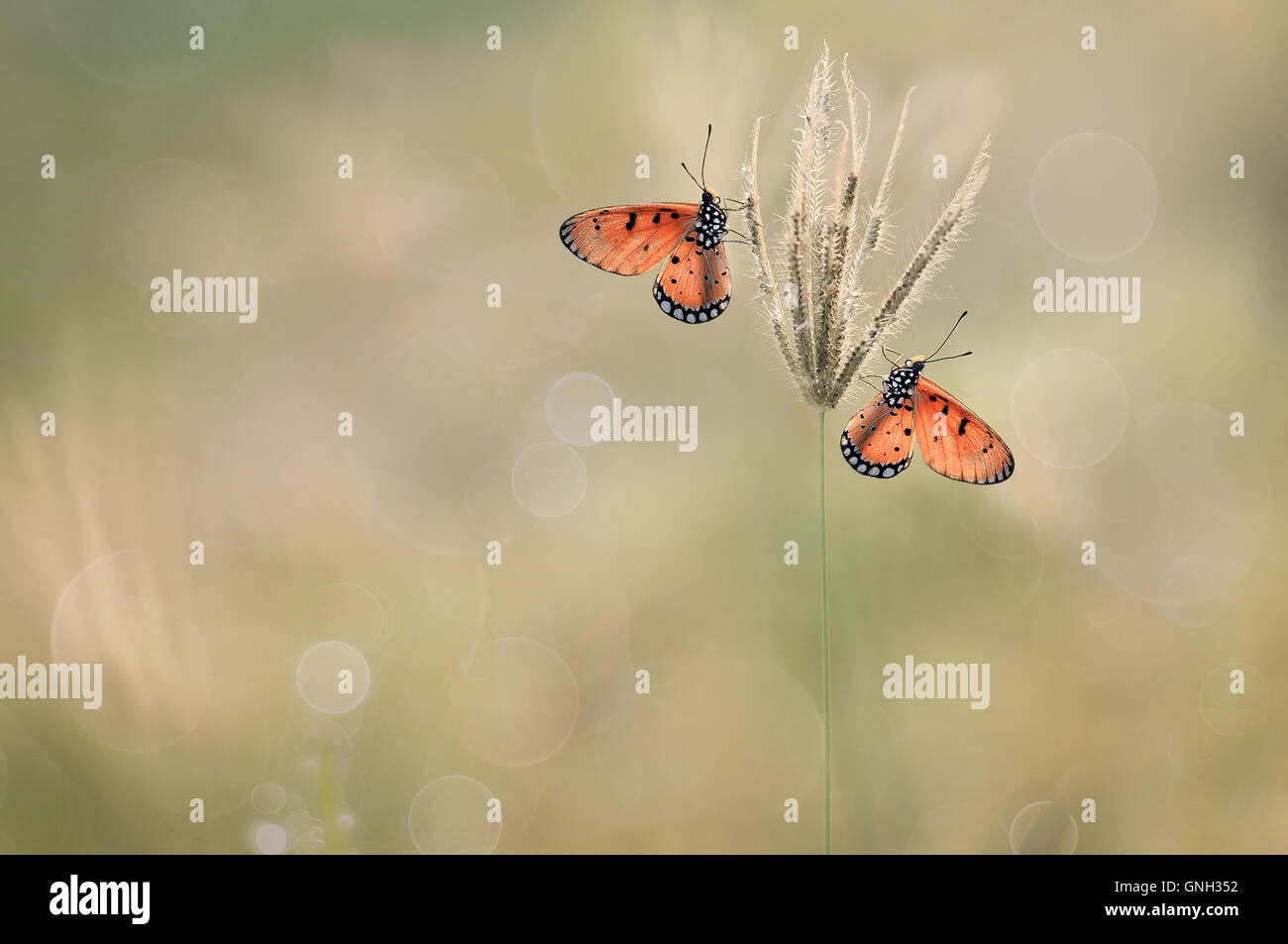 Zwei Schmetterlinge auf Rasen, Jombang, Ost-Java, Indonesien Stockfoto