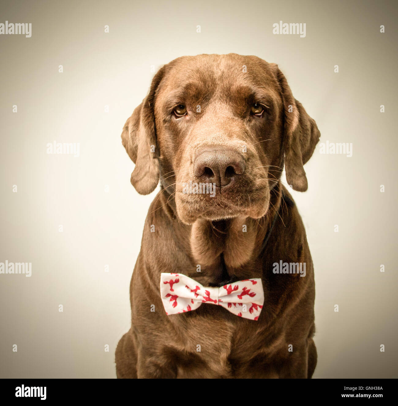 Porträt eines chocolate Labrador Hund trägt eine Schleife? Stockfoto
