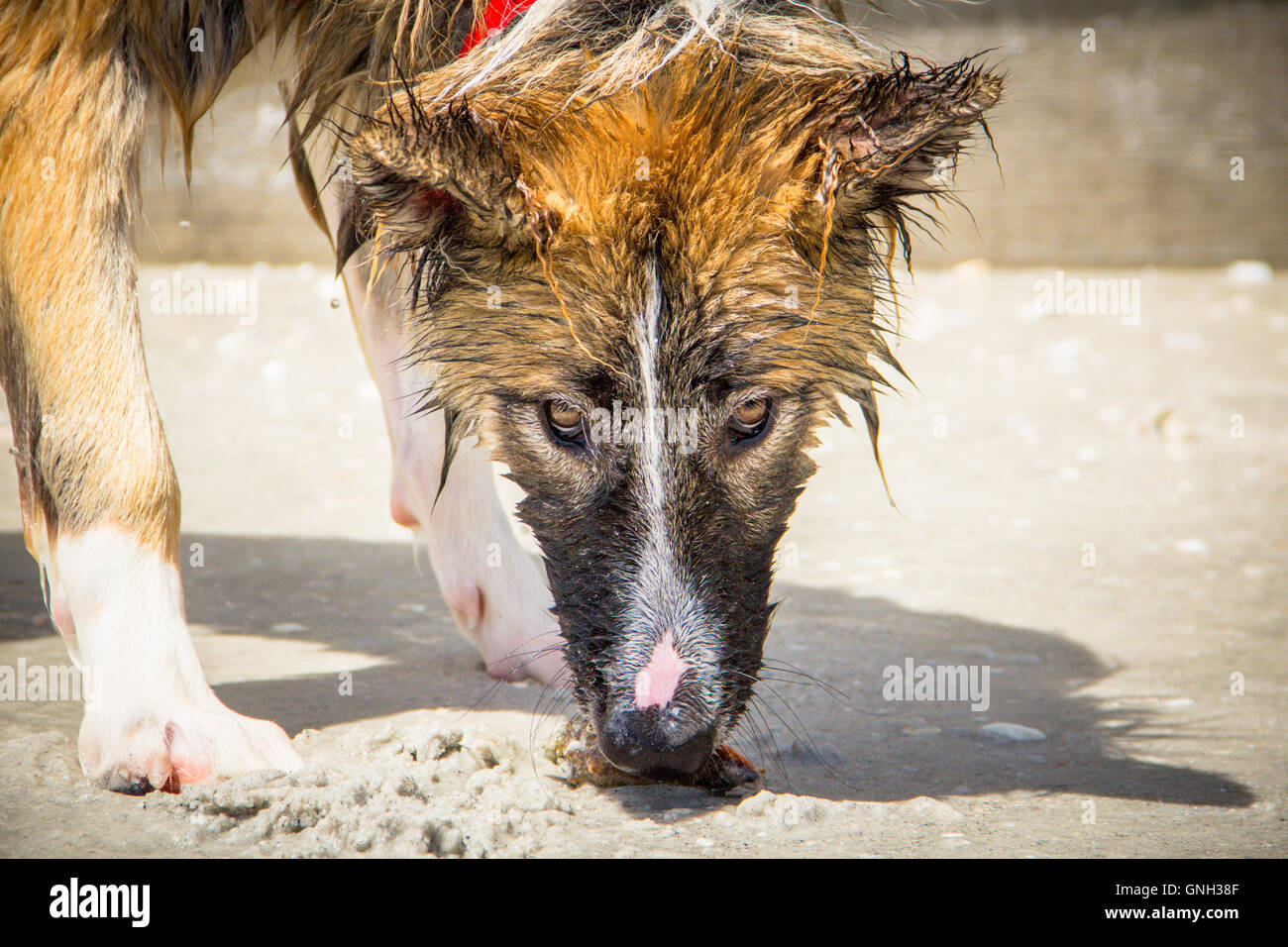 Nassen indianischen Schäferhund am Strand Stockfoto