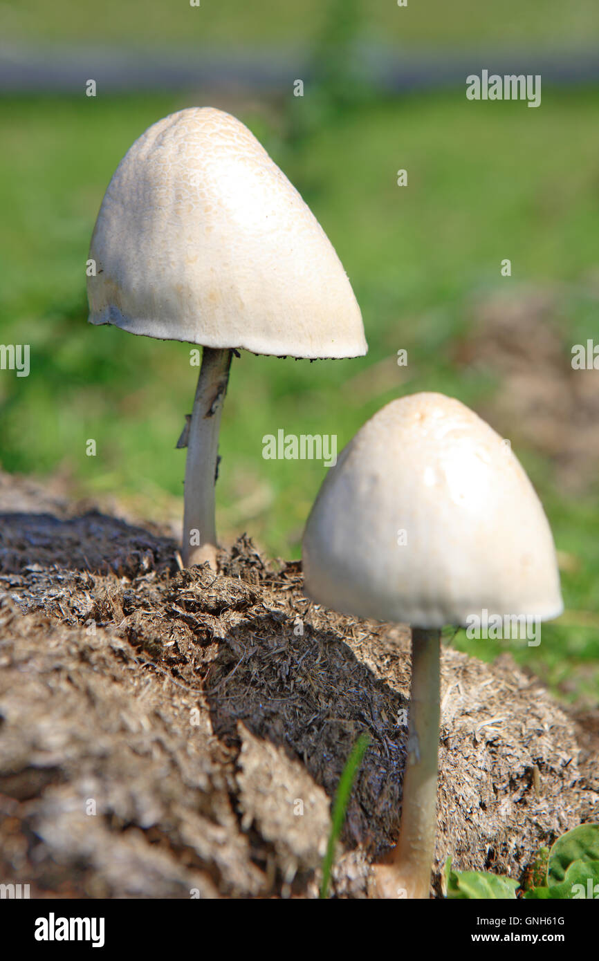 Pilze wachsen auf Kuhdung Stockfoto