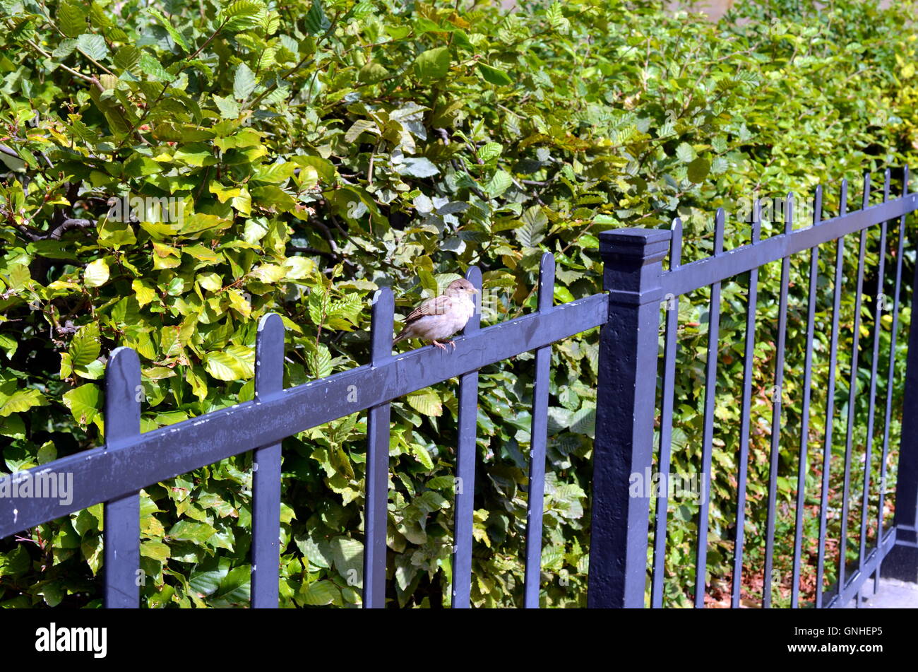 Spatz sitzt auf einem Metallzaun mit grünen Busch Hintergrund Stockfoto