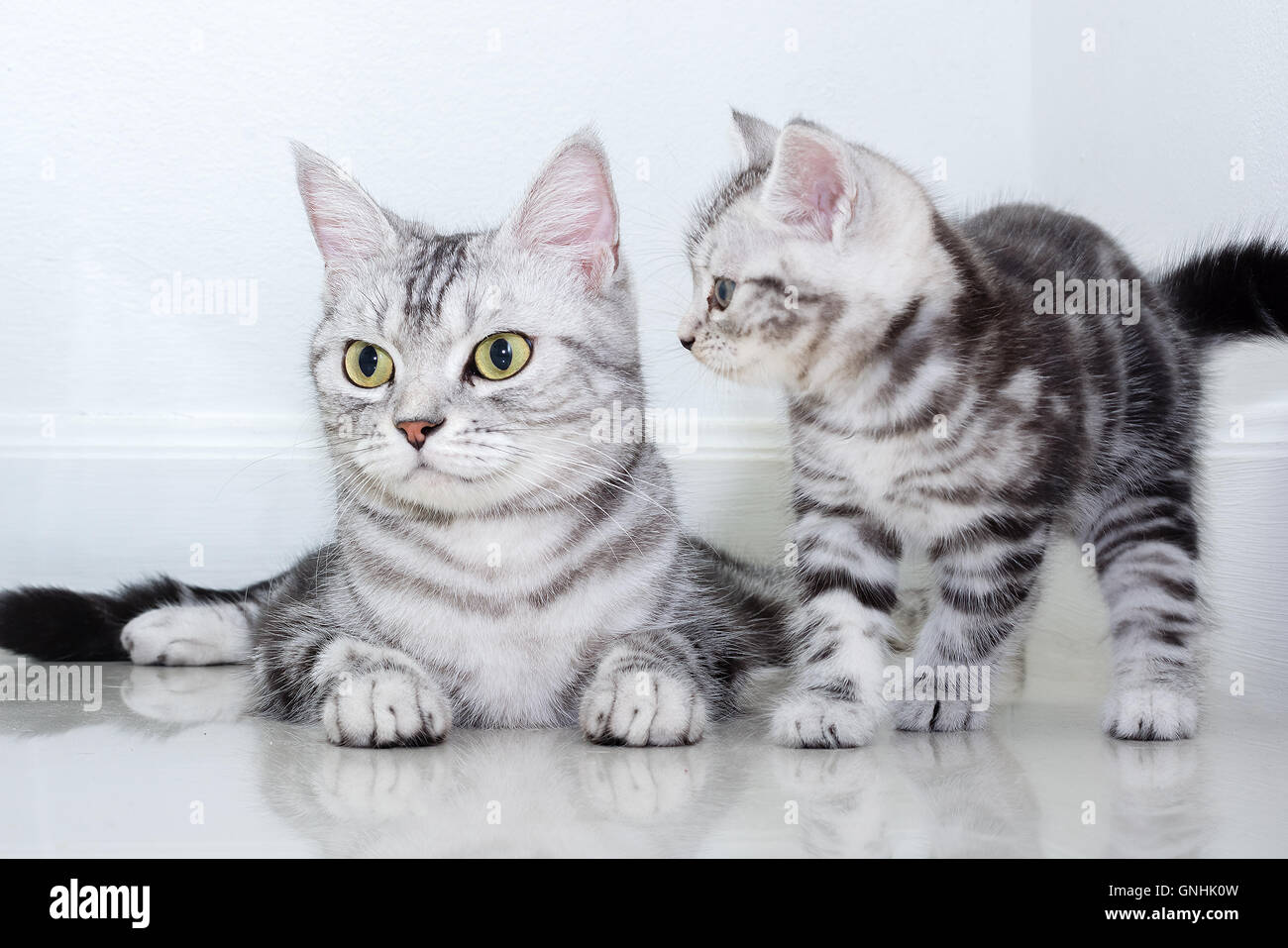American Kurzhaar Katzenfamilie. Mama Katze mit Kätzchen Stockfoto