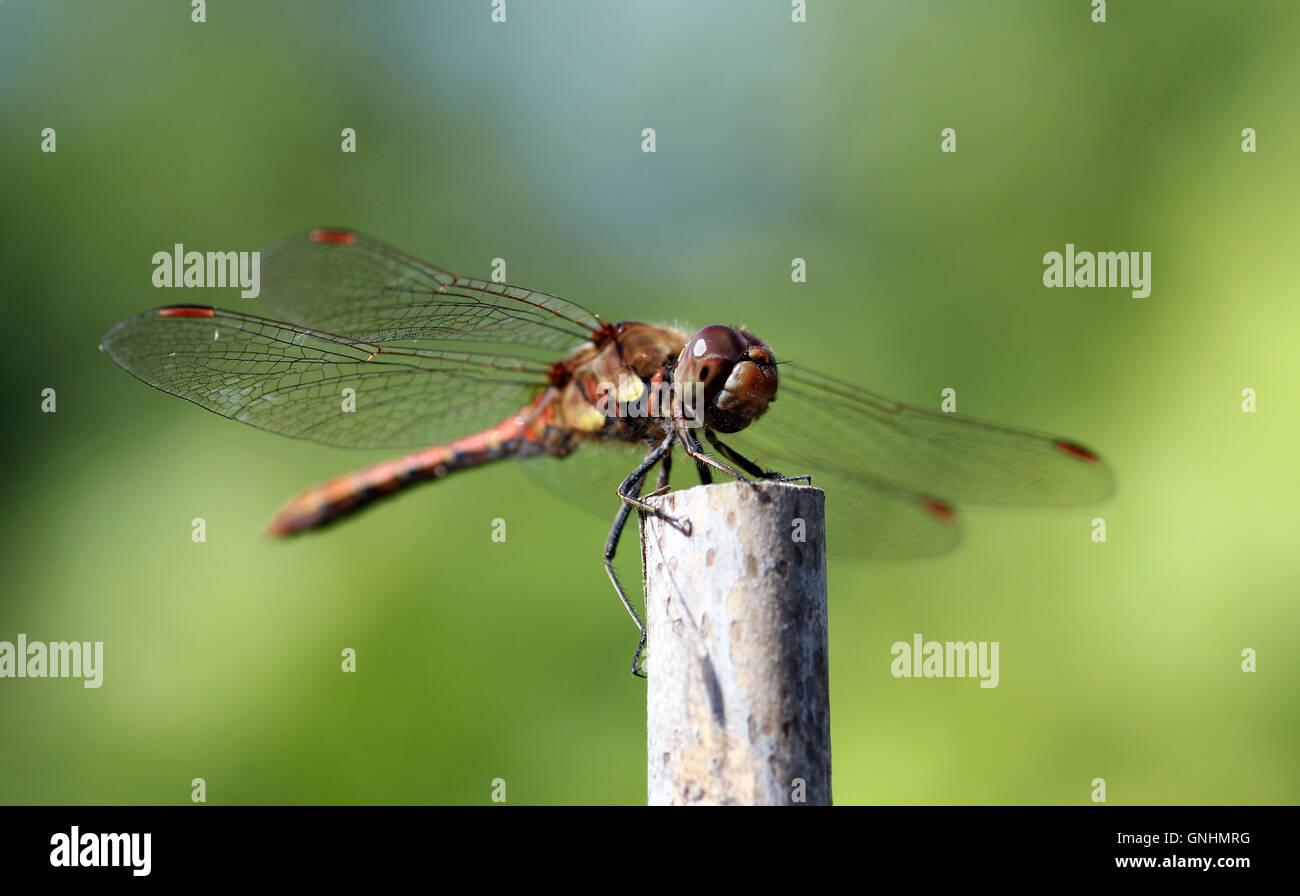 gelbe geflügelten Darter Libelle im englischen Garten Stockfoto