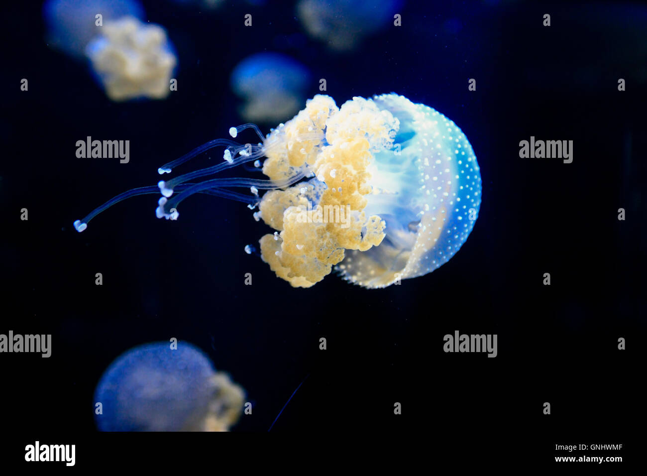 Australische entdeckt Quallen - Phyllorhiza Punctat. Stockfoto