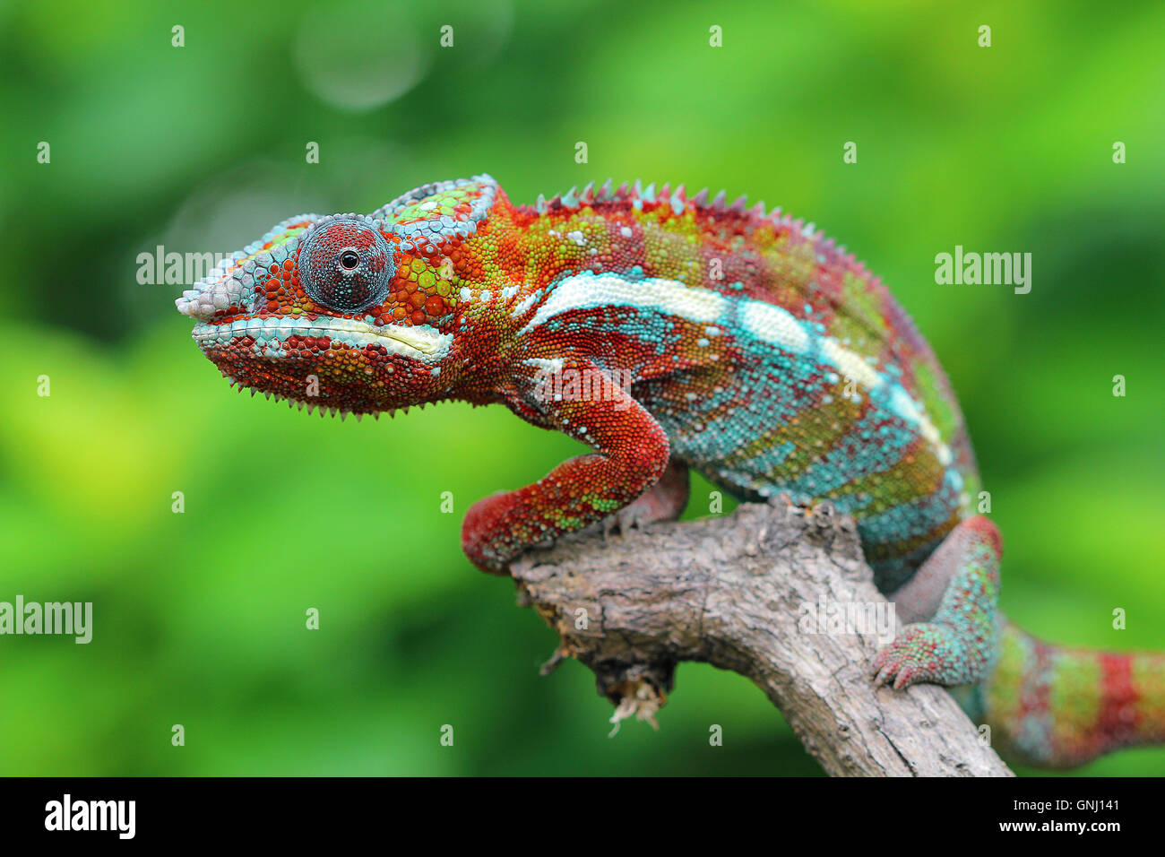 Mehrfarbige Chamäleon auf Ast, Indonesien Stockfoto