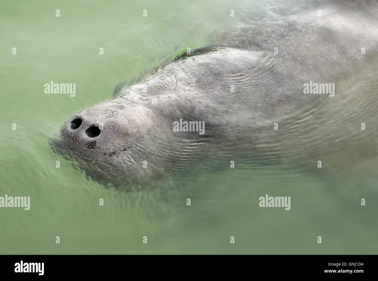 West Indian Manatee (Trichechus Manatus) in Meer, Florida, Amerika, USA Stockfoto