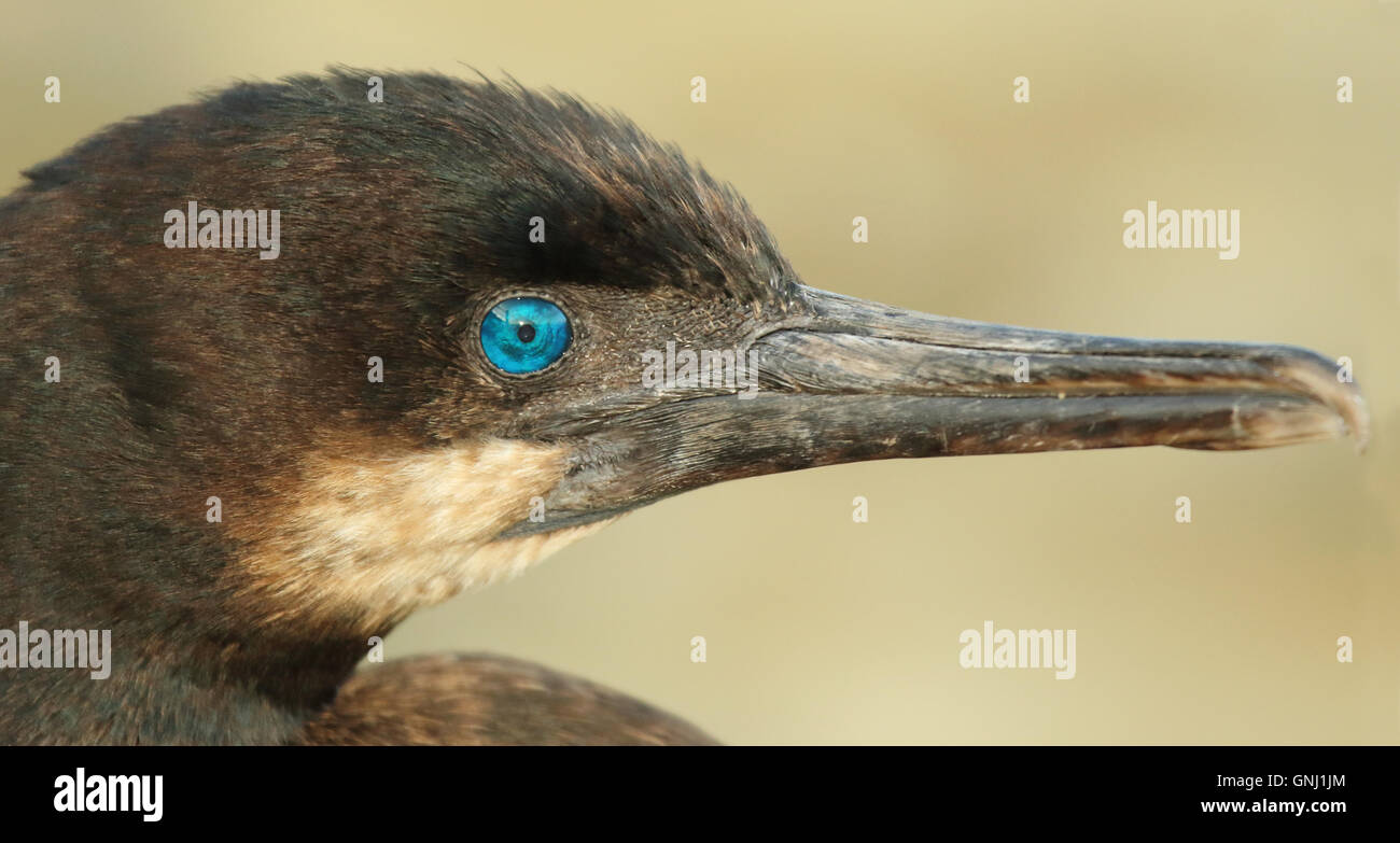 Ein Porträt von einem Brandt Kormoran Hervorhebung des blauen Auge. Stockfoto