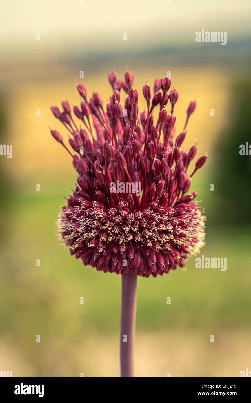 Allium Amethystinum "Red Mohikaner" Stockfoto