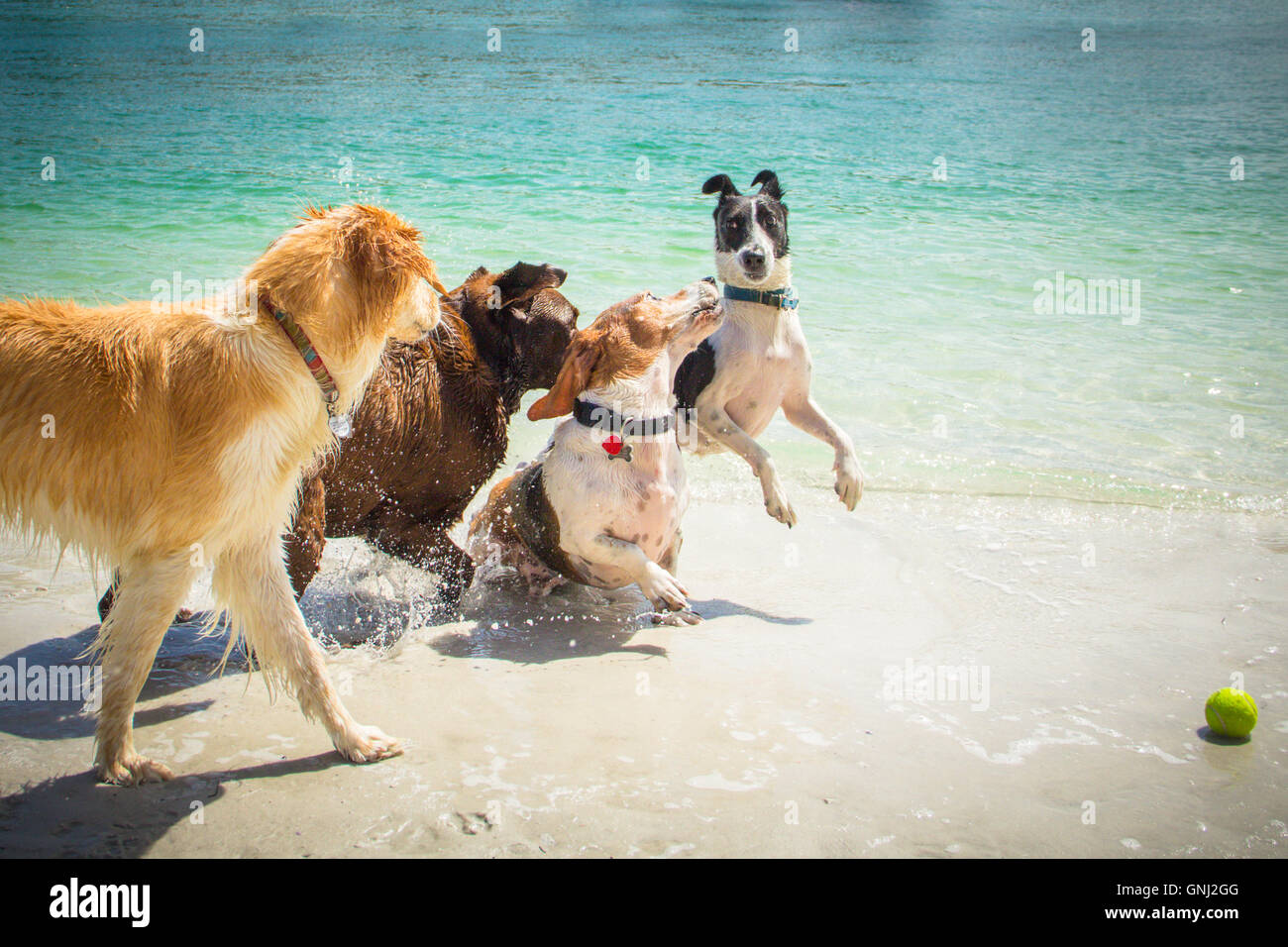 Vier Hunde spielen mit Tennisball am Strand Stockfoto