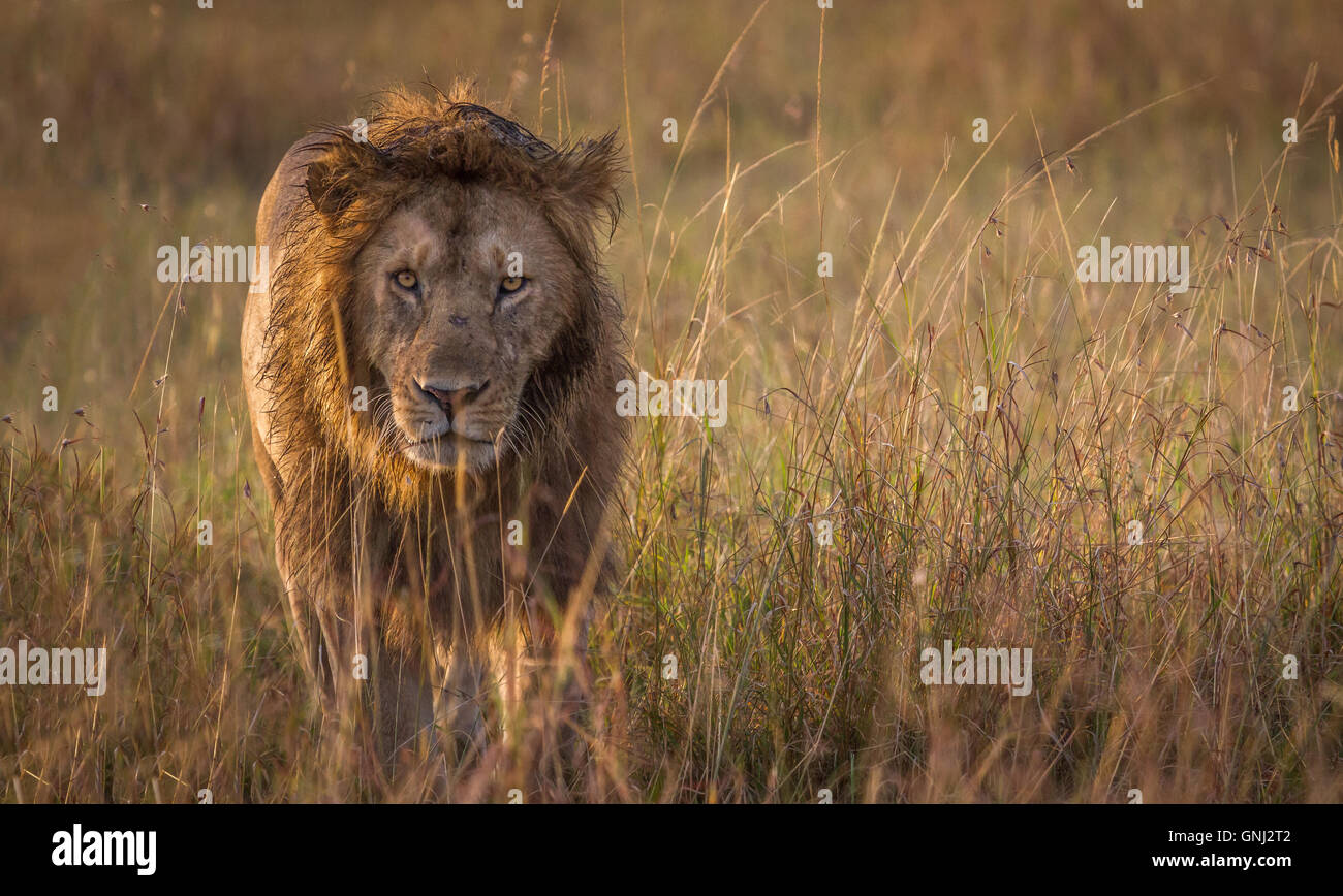 Porträt von einem Löwen, Masai Mara, Kenia Stockfoto