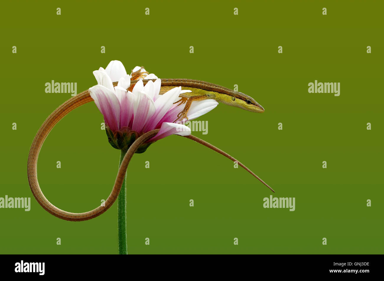 Eidechse sitzt auf einer Blume, Jombang, Ost-Java, Indonesien Stockfoto