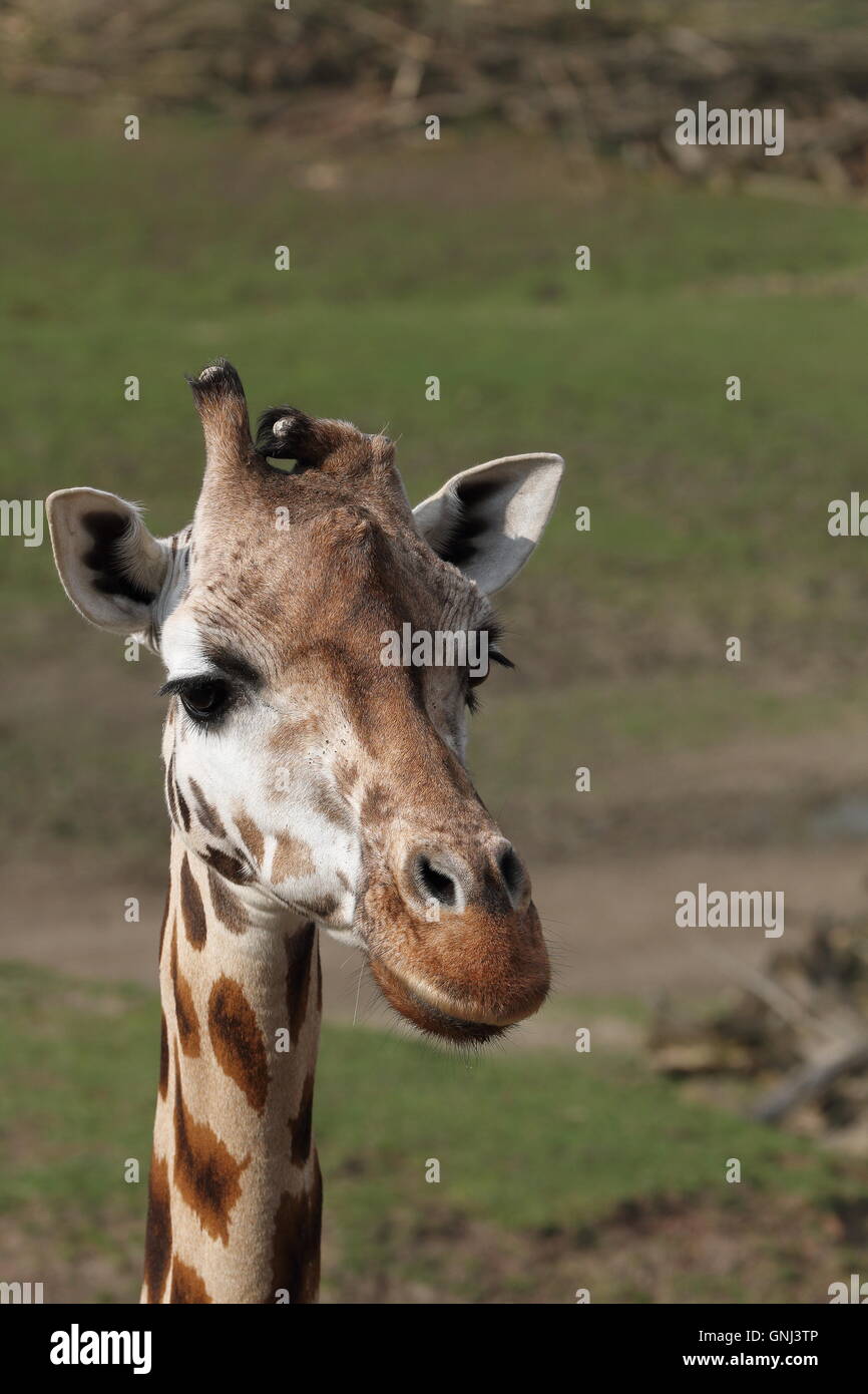 Ein Foto des Kopfes einer jungen weiblichen Giraffe (Giraffa Plancius) von der Seite mit einem unscharfen Hintergrund gesehen. Stockfoto