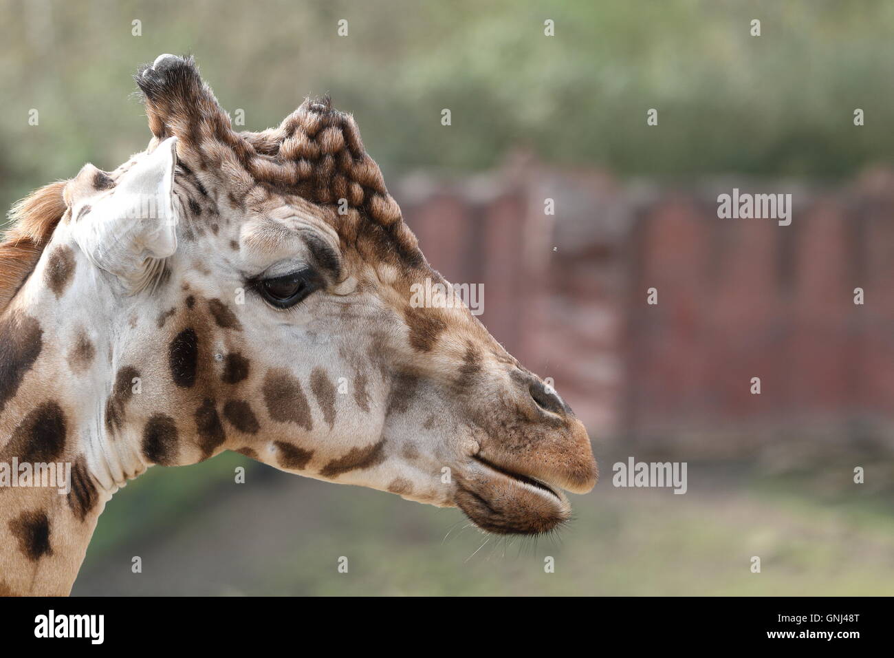 Ein Foto des Kopfes einer jungen männlichen Giraffe (Giraffa Plancius) von der Seite mit einem unscharfen Hintergrund gesehen. Stockfoto