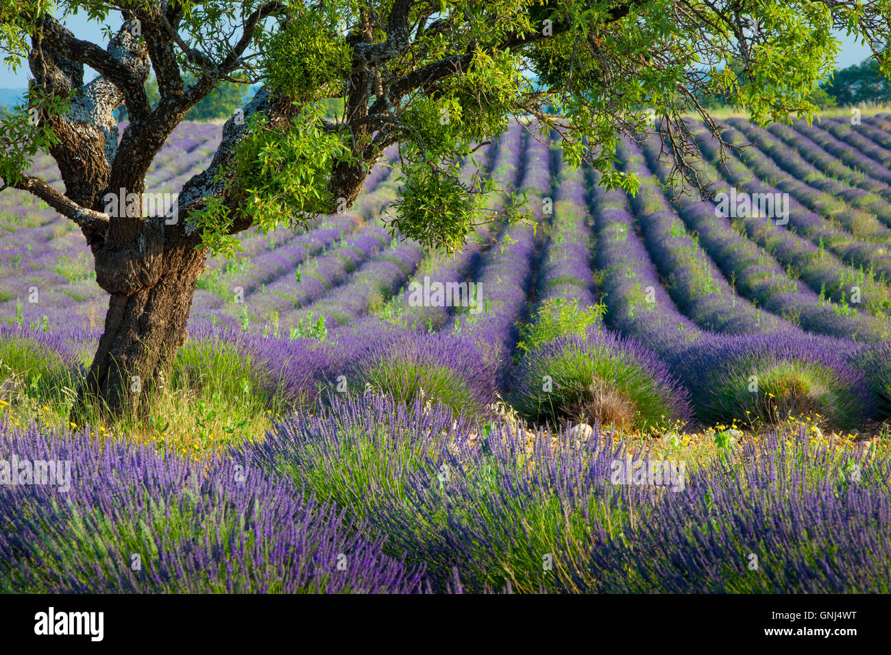 Einsamer Baum in lila Bereich der Lavendel auf dem Plateau von Valensole, Provence, Frankreich Stockfoto