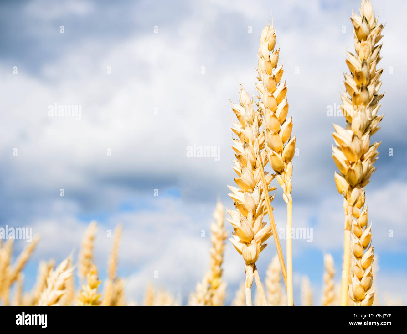 Weichweizen Stockfoto