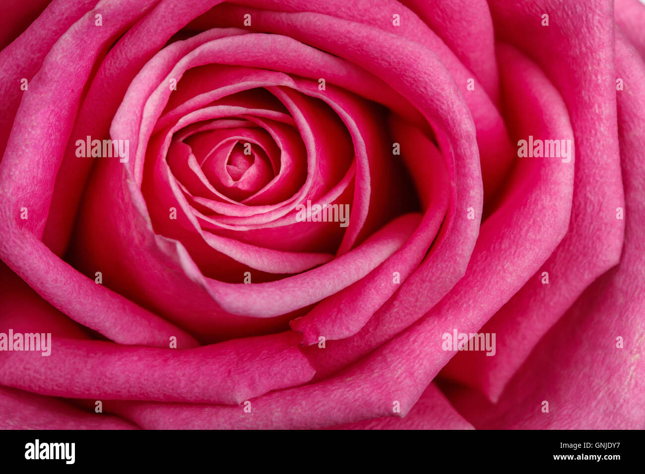 Rosa rose Nahaufnahme als Hintergrund Stockfoto