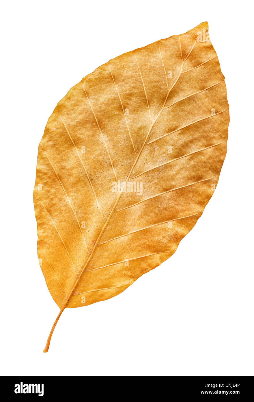 Herbst gelb Herbst Blatt weiß, unterwegs im Pfad isoliert Stockfoto