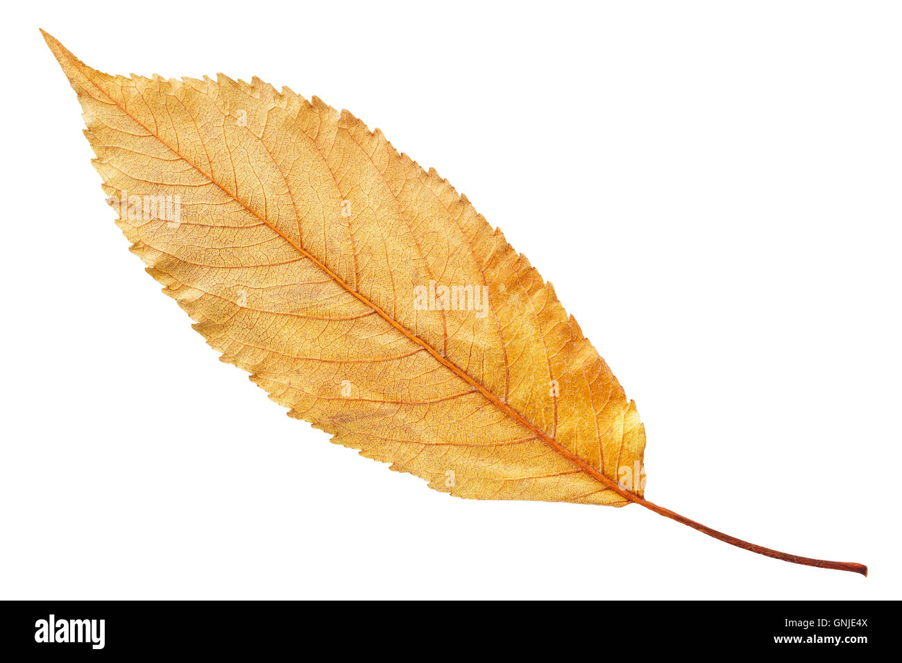 Herbst gelb Herbst Blatt weiß, unterwegs im Pfad isoliert Stockfoto