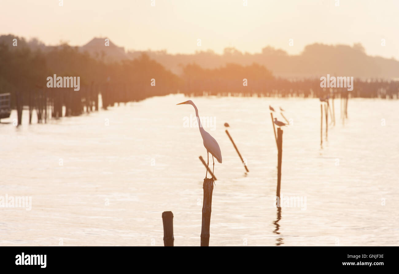 Fokus auf Reiher stehend auf Holz Stick Wasserfläche bei Sonnenaufgang als orange Klangfarbe zu schließen. Stockfoto