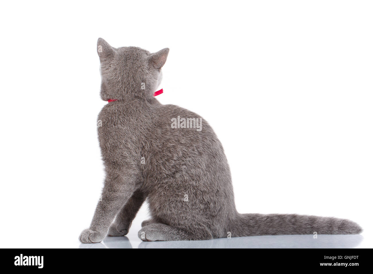 graue Scottish Fold Katze mit rosa Schleife sitzen auf weiß Stockfoto