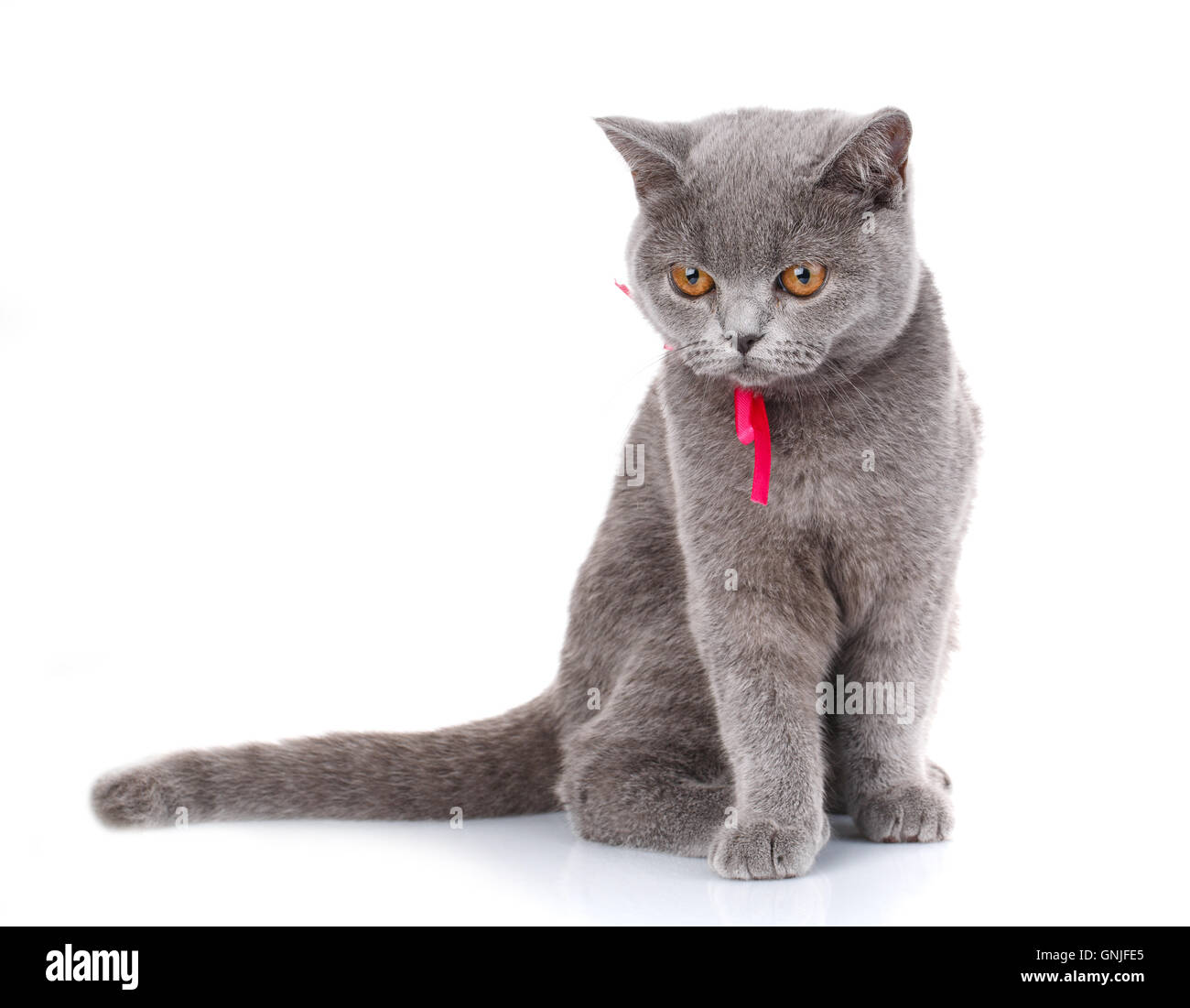 graue Scottish Fold Katze mit rosa Schleife sitzen auf weiß, schauen Stockfoto