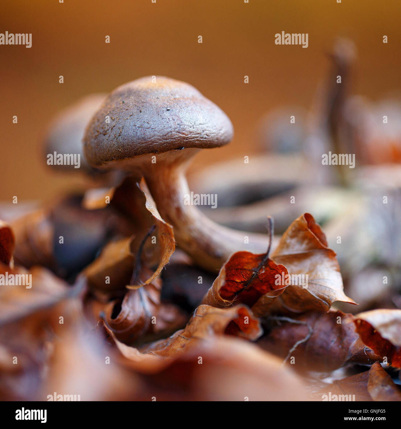 Pilz im trockenen Herbst Blätter Nahaufnahme Stockfoto