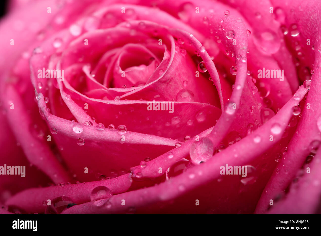 Closeup im Zentrum der schönen rosa Rose Stockfoto