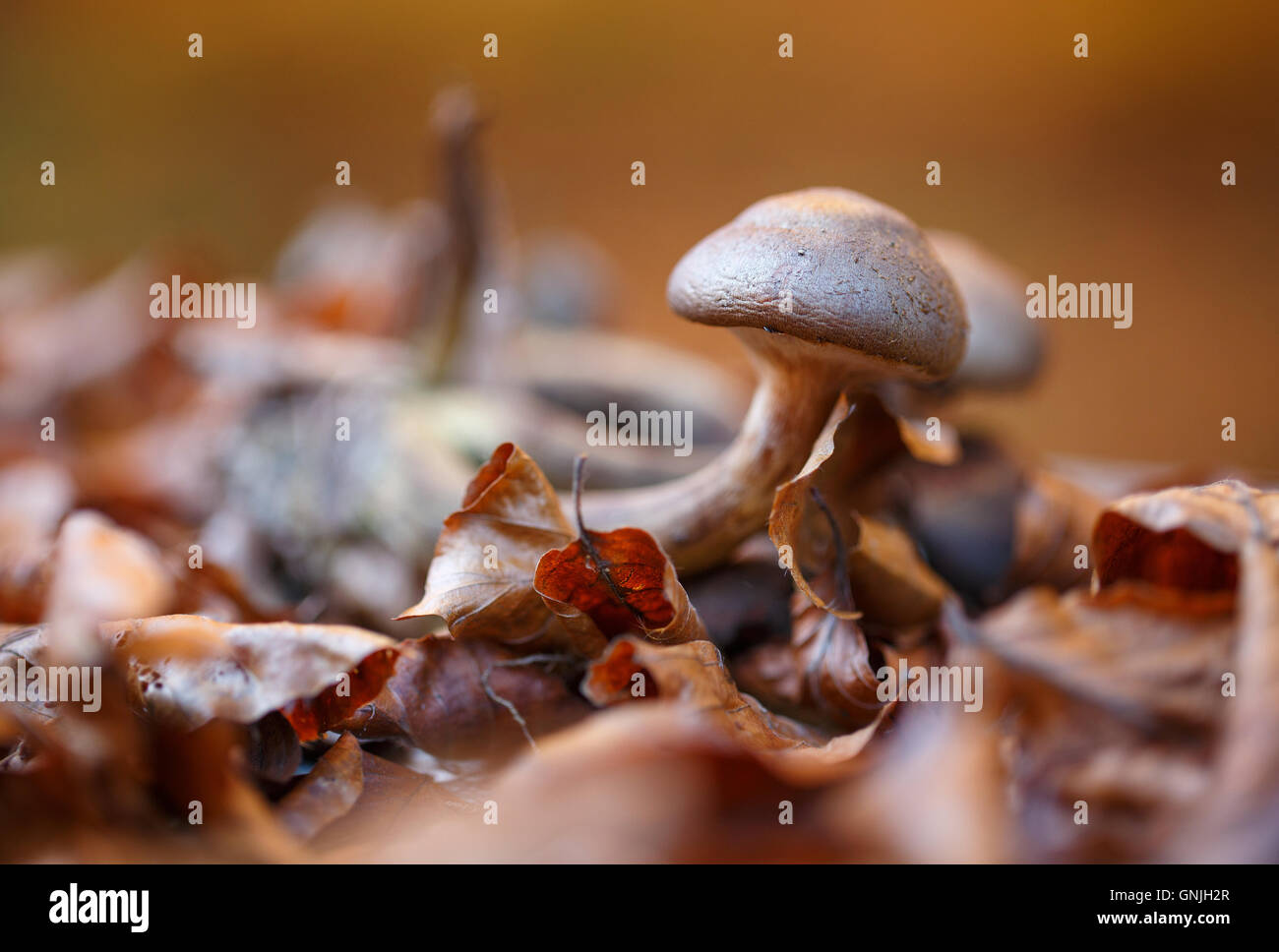 Pilz im trockenen Herbst Blätter Nahaufnahme Stockfoto