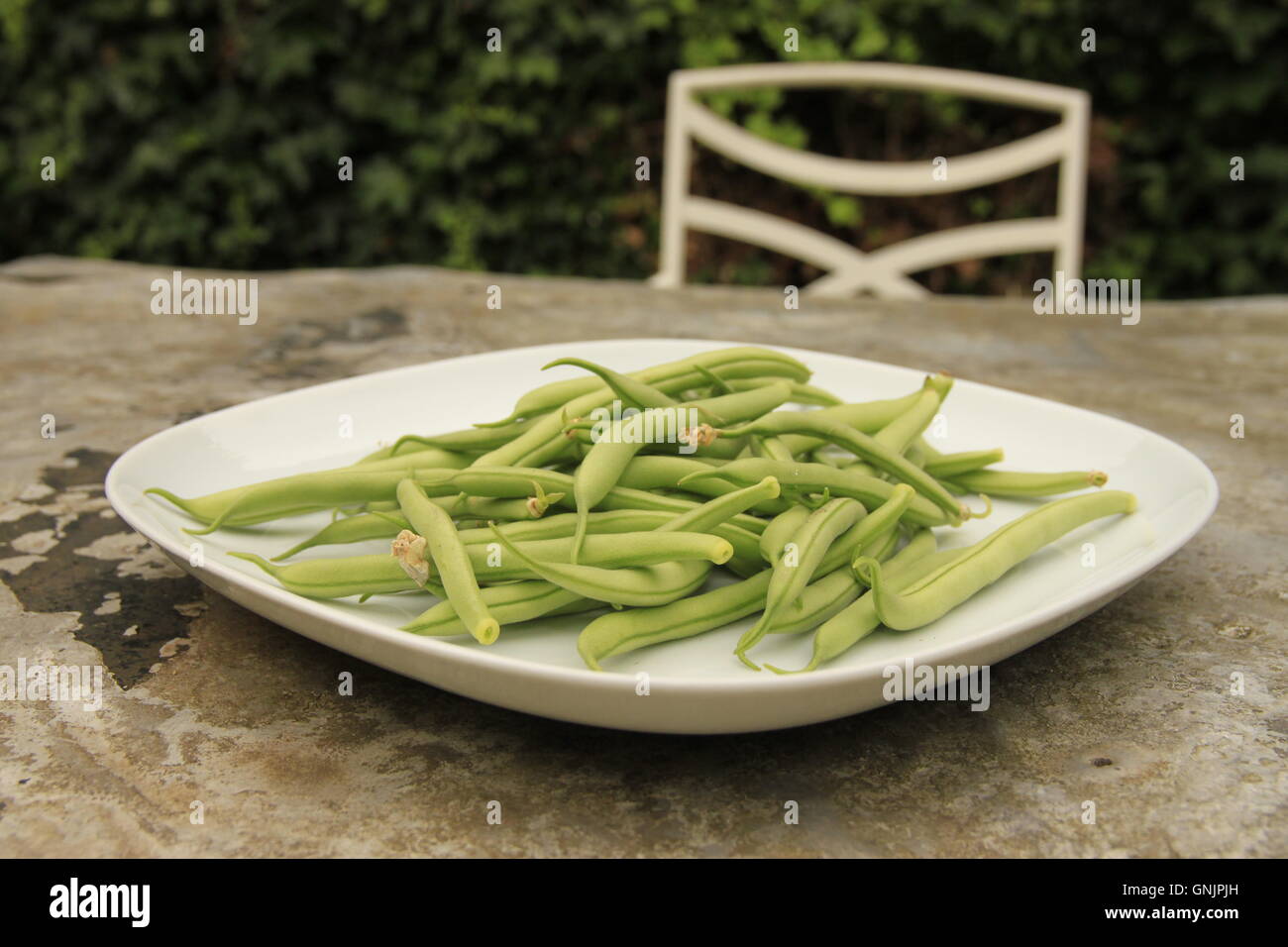 Nach Hause angebauten Nahrungsmitteln. Grün Französisch Bohnen auf Teller auf Metall Gartentisch mit Stuhl. Ernte, Zuteilung produzieren. Beverley, England Stockfoto