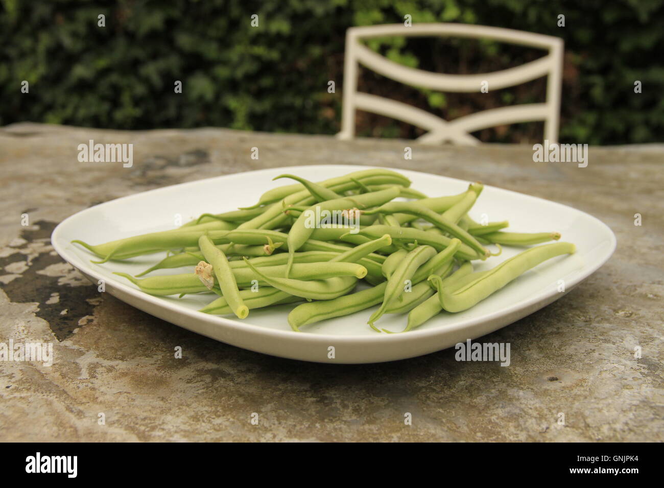 Nach Hause angebauten Nahrungsmitteln. Grün Französisch Bohnen auf Teller auf Metall Gartentisch mit Stuhl. Ernte, Zuteilung produzieren. Beverley, England Stockfoto