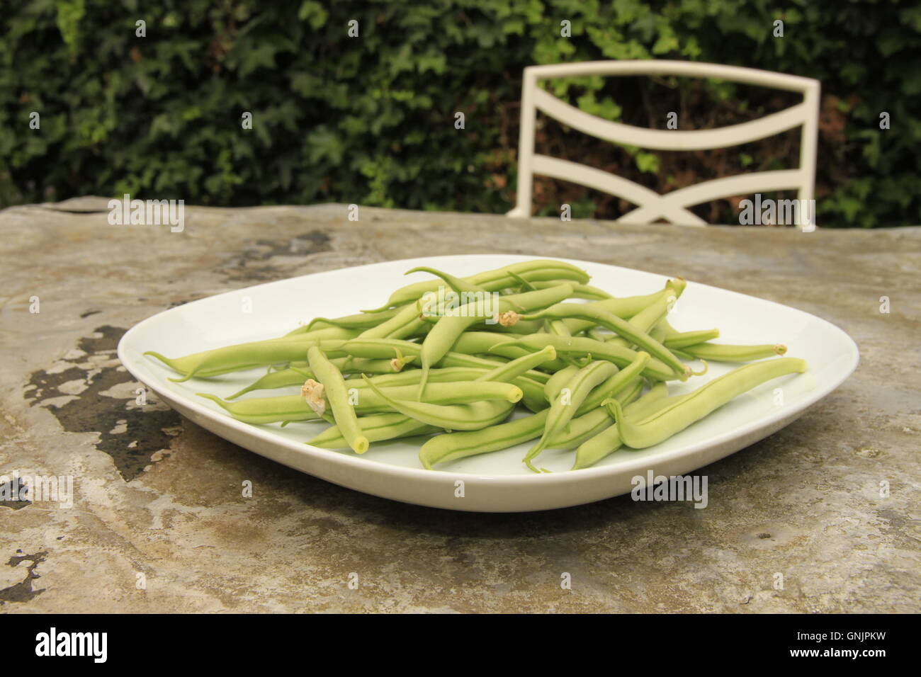 Nach Hause angebauten Nahrungsmitteln. Grün Französisch Bohnen auf Teller auf Metall Gartentisch mit Stuhl. Ernte, Zuteilung produzieren. Beverley, England Stockfoto