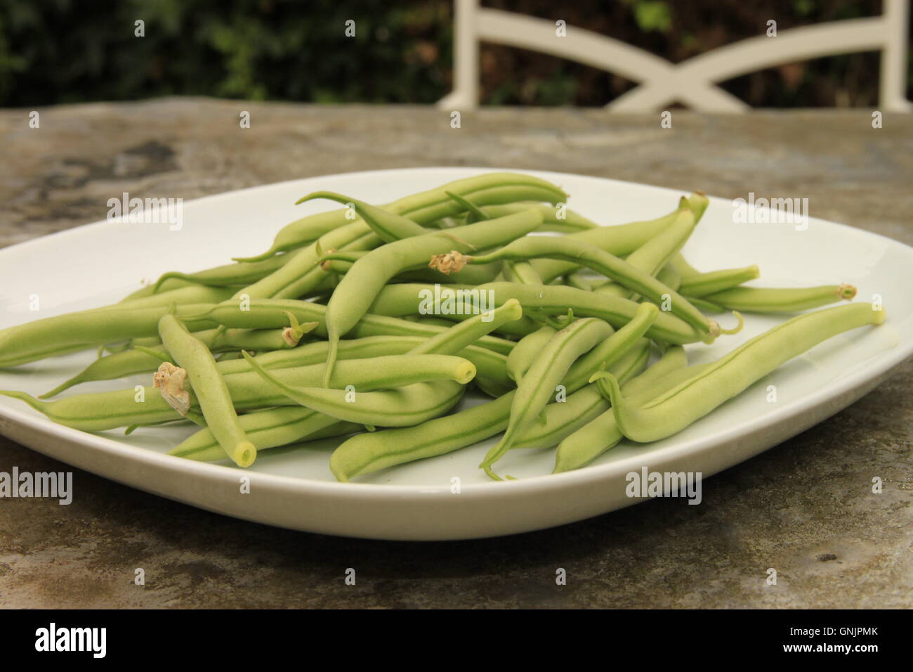 Nach Hause angebauten Nahrungsmitteln. Grün Französisch Bohnen auf Teller auf Metall Gartentisch. Ernte, Zuteilung produzieren. Beverley, England Stockfoto