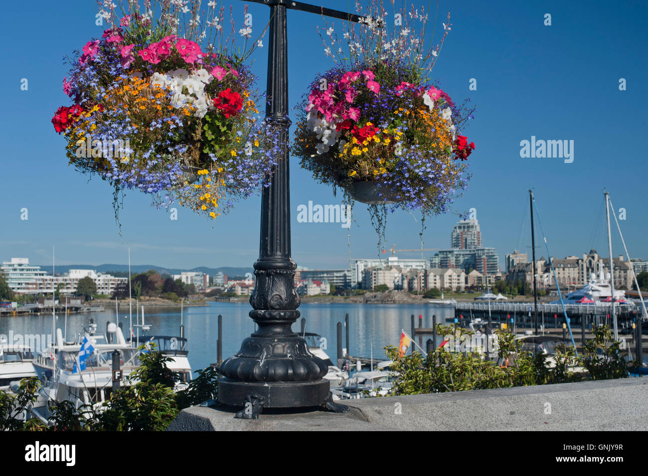 Die berühmte hängenden Blumen Körbe von Victoria, Britisch-Kolumbien, Kanada. Der innere Hafen kann im Hintergrund zu sehen. Stockfoto