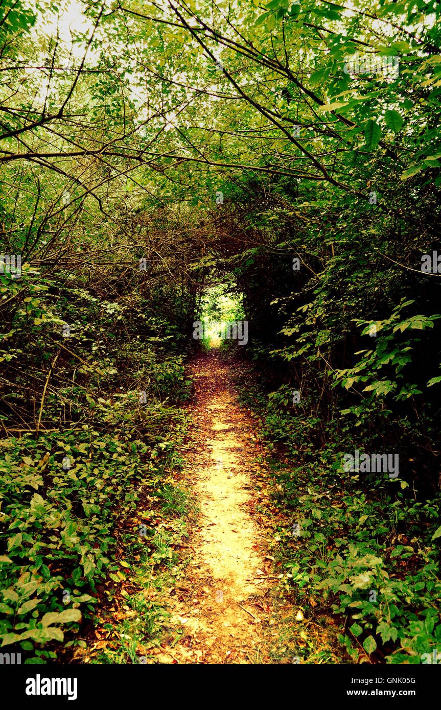Einen ruhigen Spaziergang durch einen grünen Wald Stockfoto