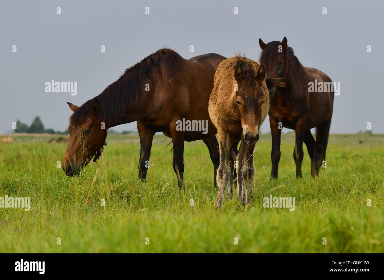 Mutter Pferd und ihr Baby-colt Stockfoto