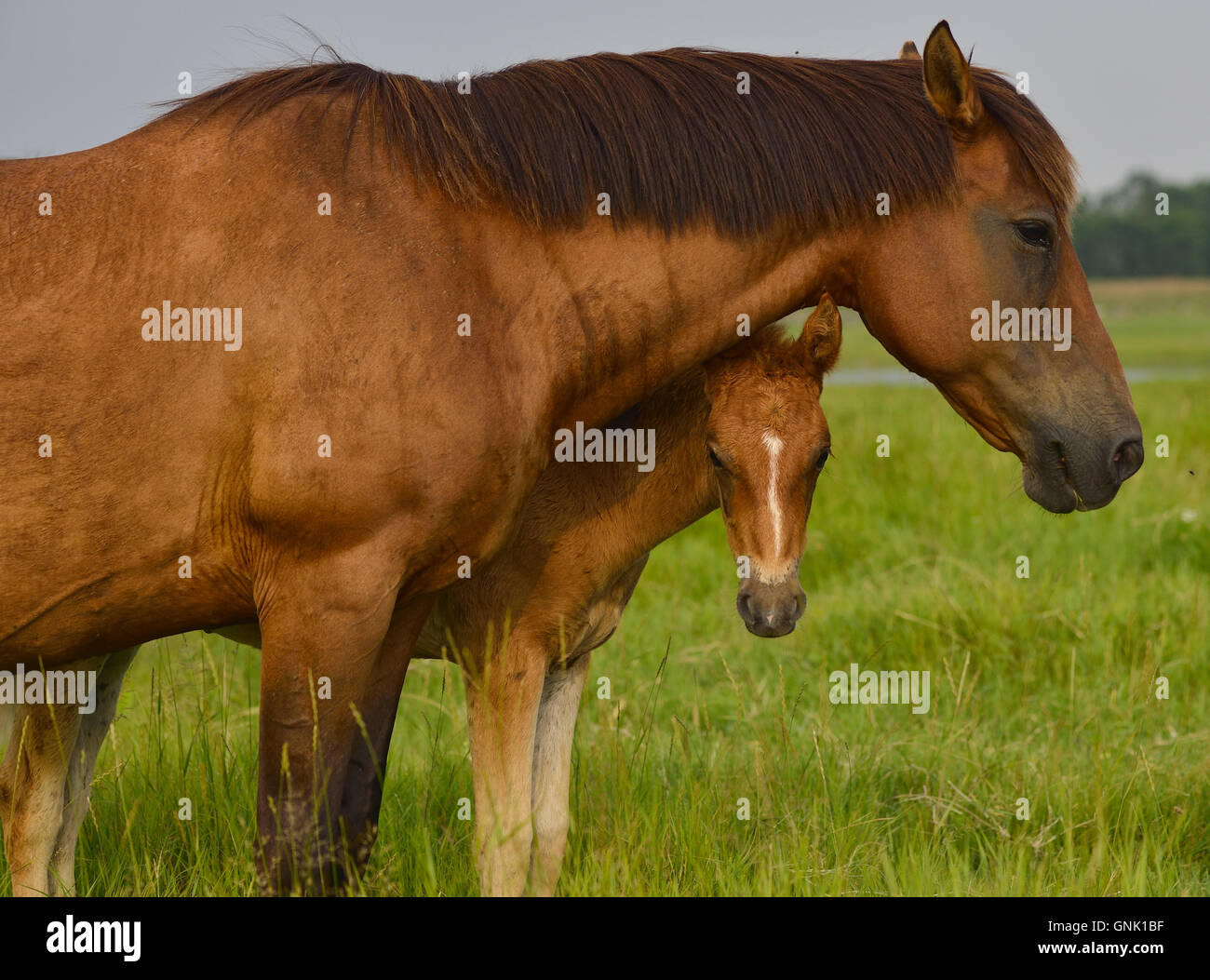 Mutter Pferd und ihr Baby-colt Stockfoto