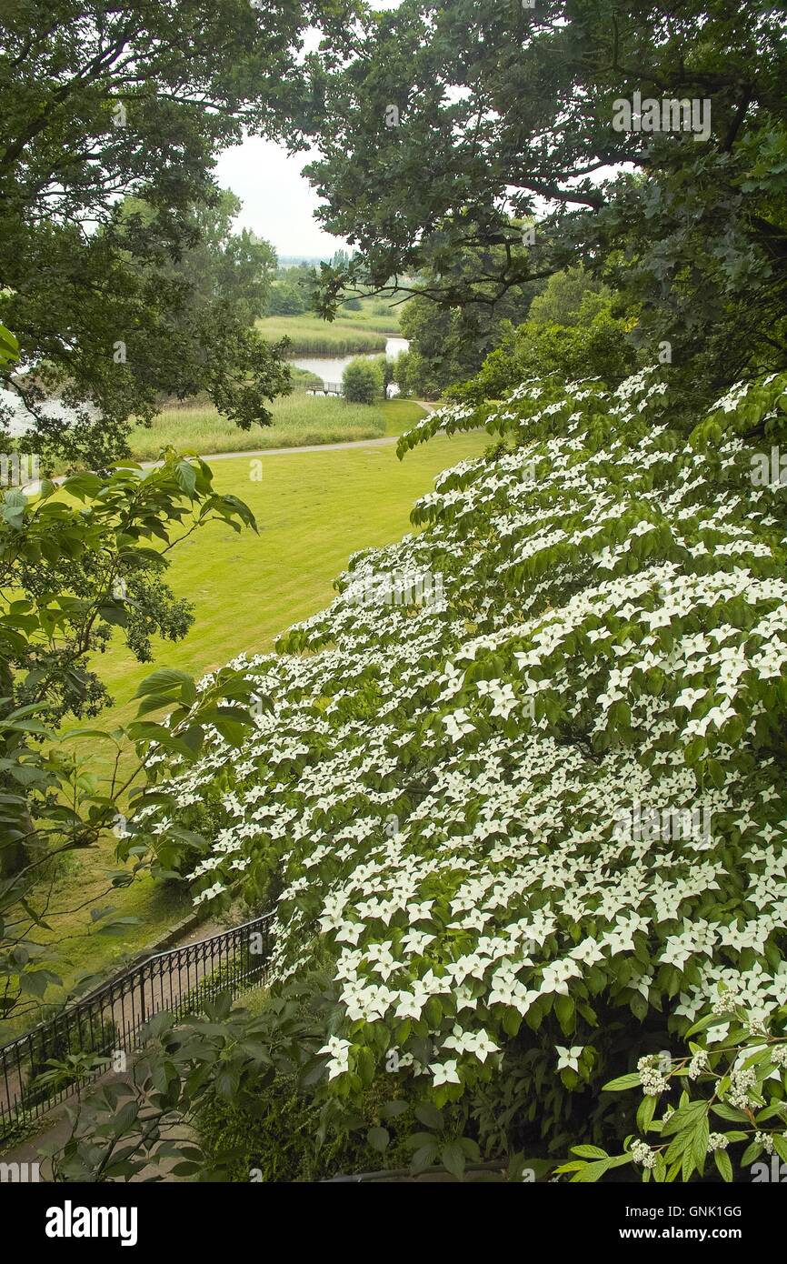 Weißen Blüten Hartriegel, Hund Holz, Blumenhartriegel, Blütenhartriegel (Cornus Cousa) Stockfoto