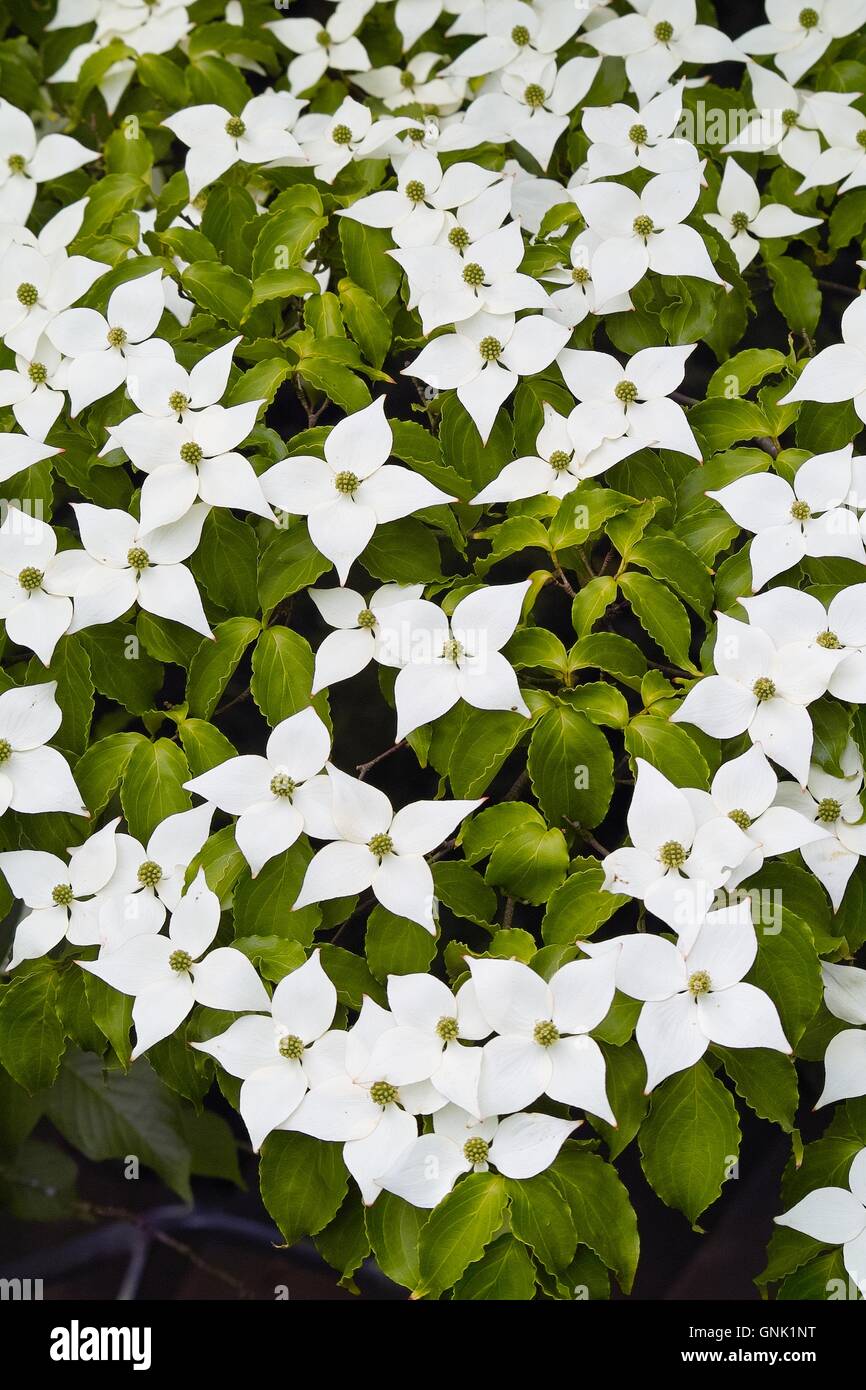 Weißen Blüten Hartriegel, Hund Holz, Blumenhartriegel, Blütenhartriegel (Cornus Cousa) Stockfoto