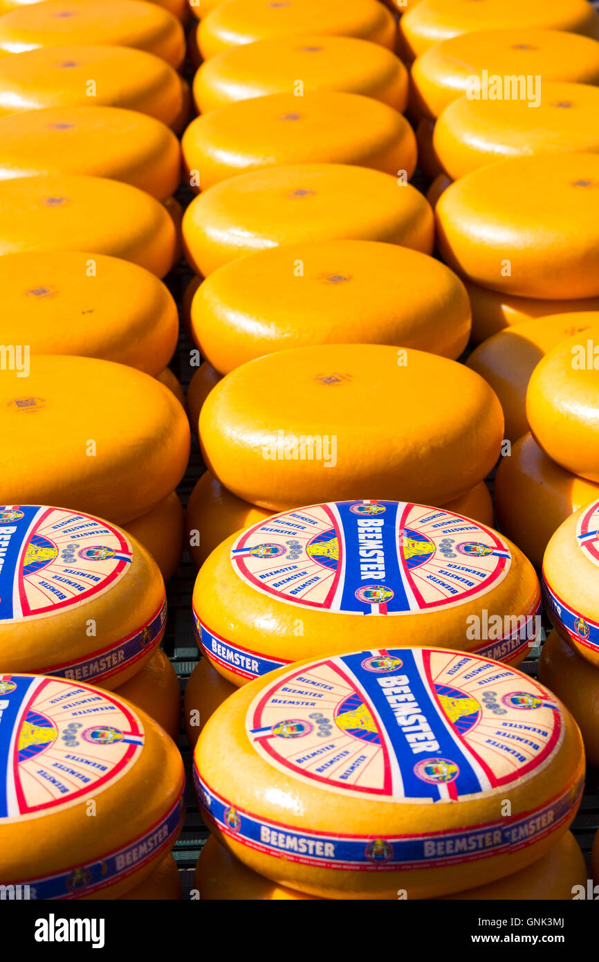 Anzeige der Räder des Beemster im Alter von Gourmet Gouda Käse am Käsemarkt von Alkmaar, Niederlande Stockfoto