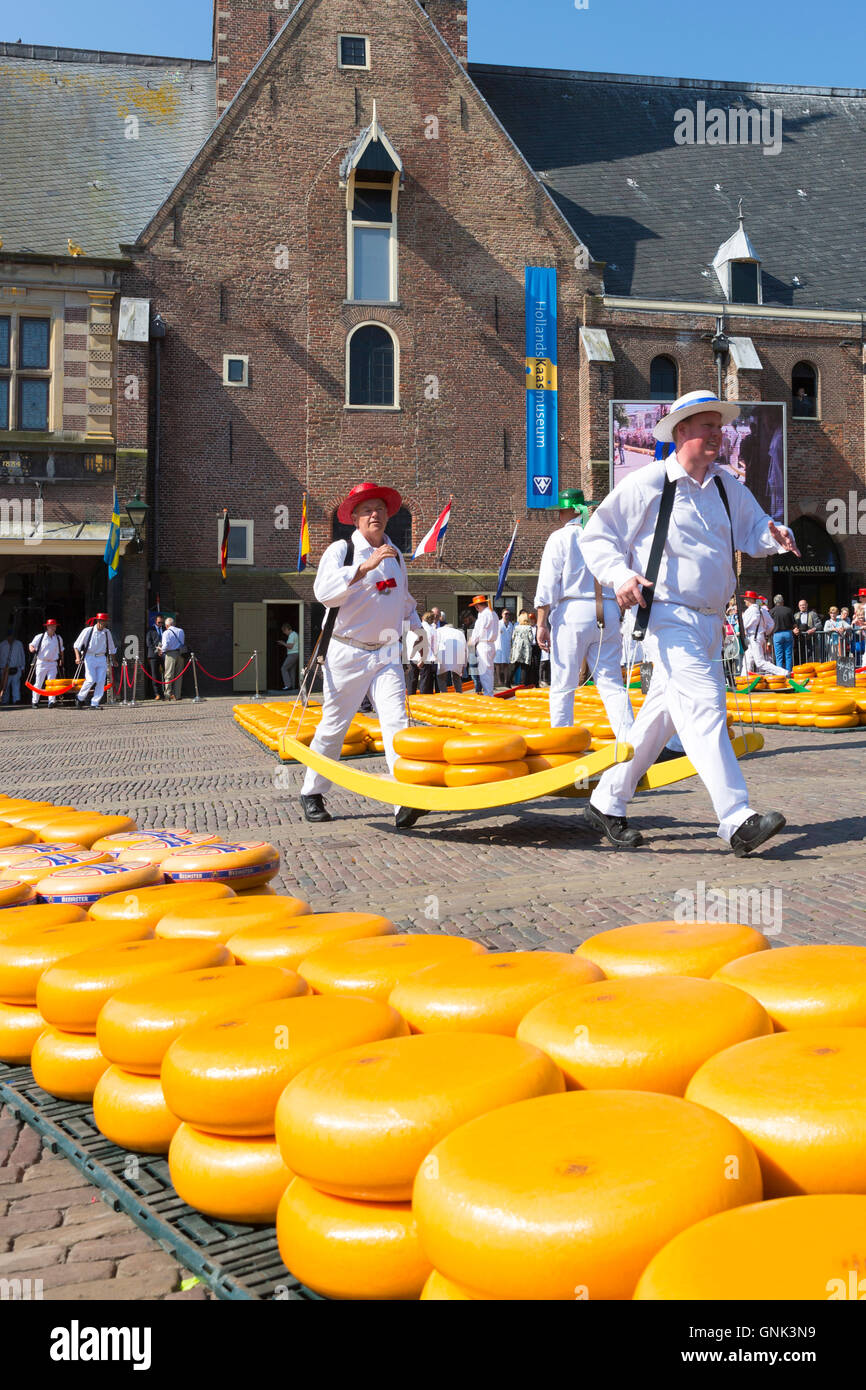 Träger / Carrier tragen Räder / runden Gouda-Käse von Bahre auf dem Waagplein Platz, Alkmaar Käsemarkt, der niederl Stockfoto