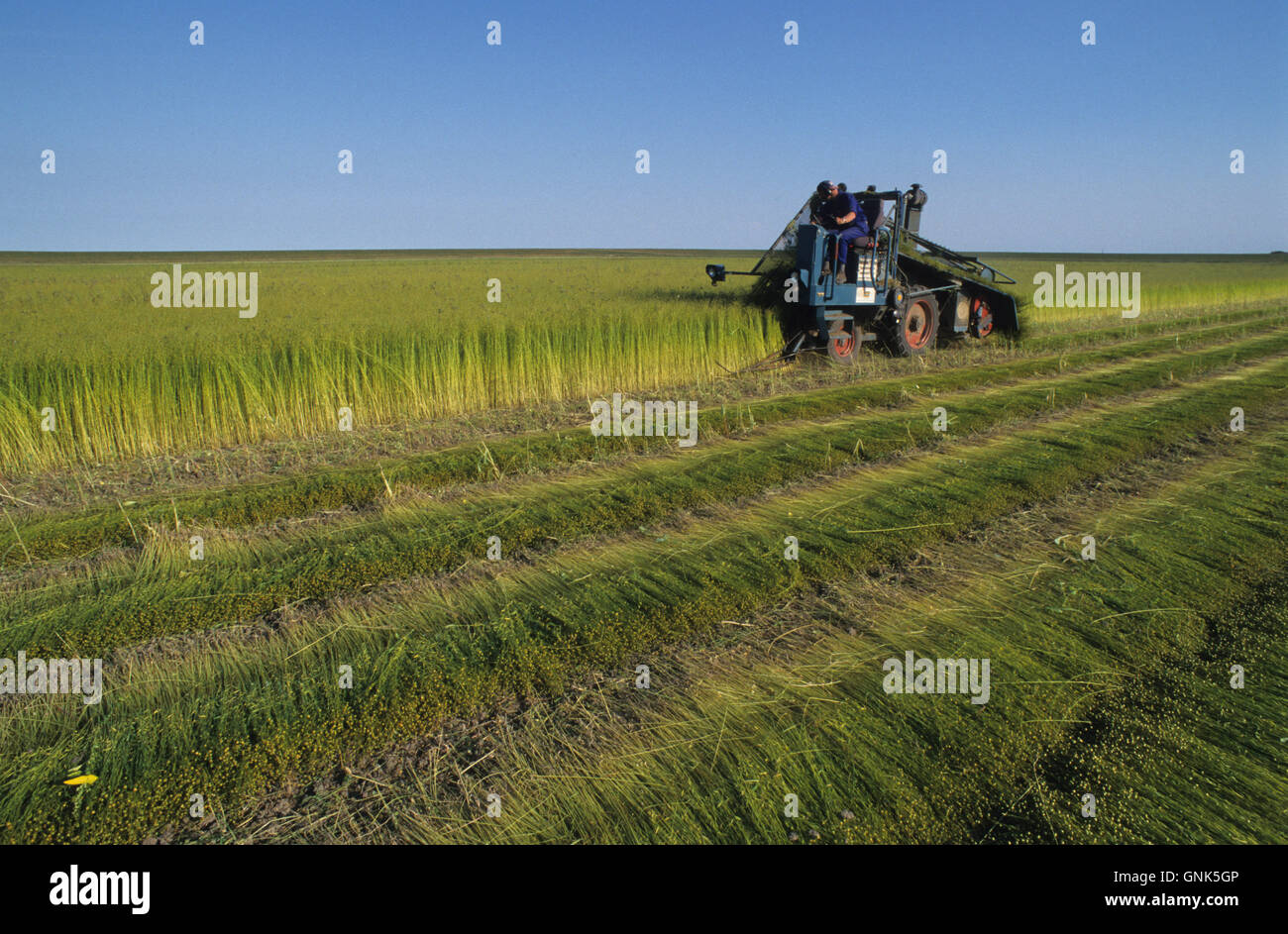 DEUTSCHLAND, Pellworm, Flachsernte mit Erntemaschine, die Samen werden für Leinenöl und die Naturfasern für Leinentextilien, als Isoliermaterial und andere verwendet Stockfoto