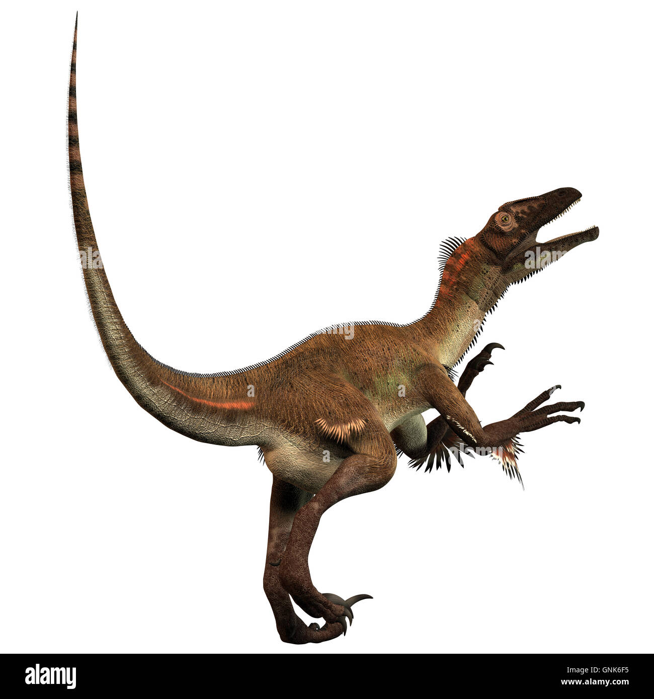 Utahraptor Stockfoto