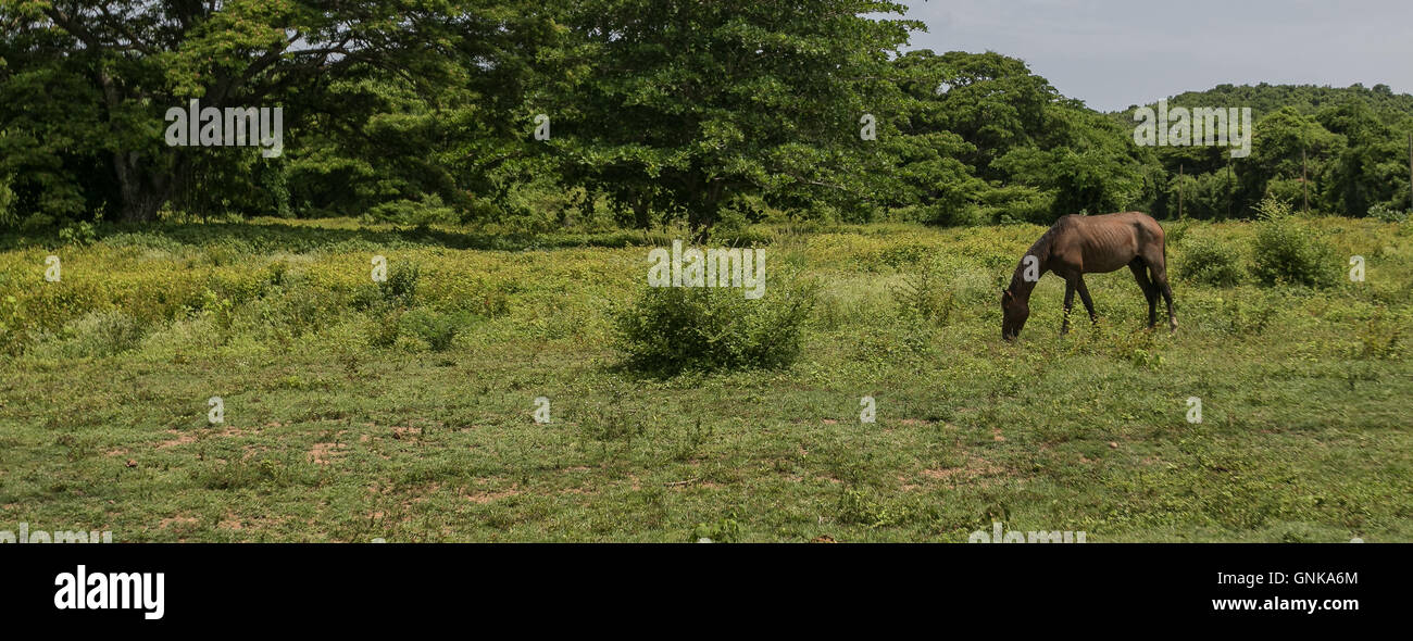 Ein Pferd ist auf einer Wiese weiden. Stockfoto
