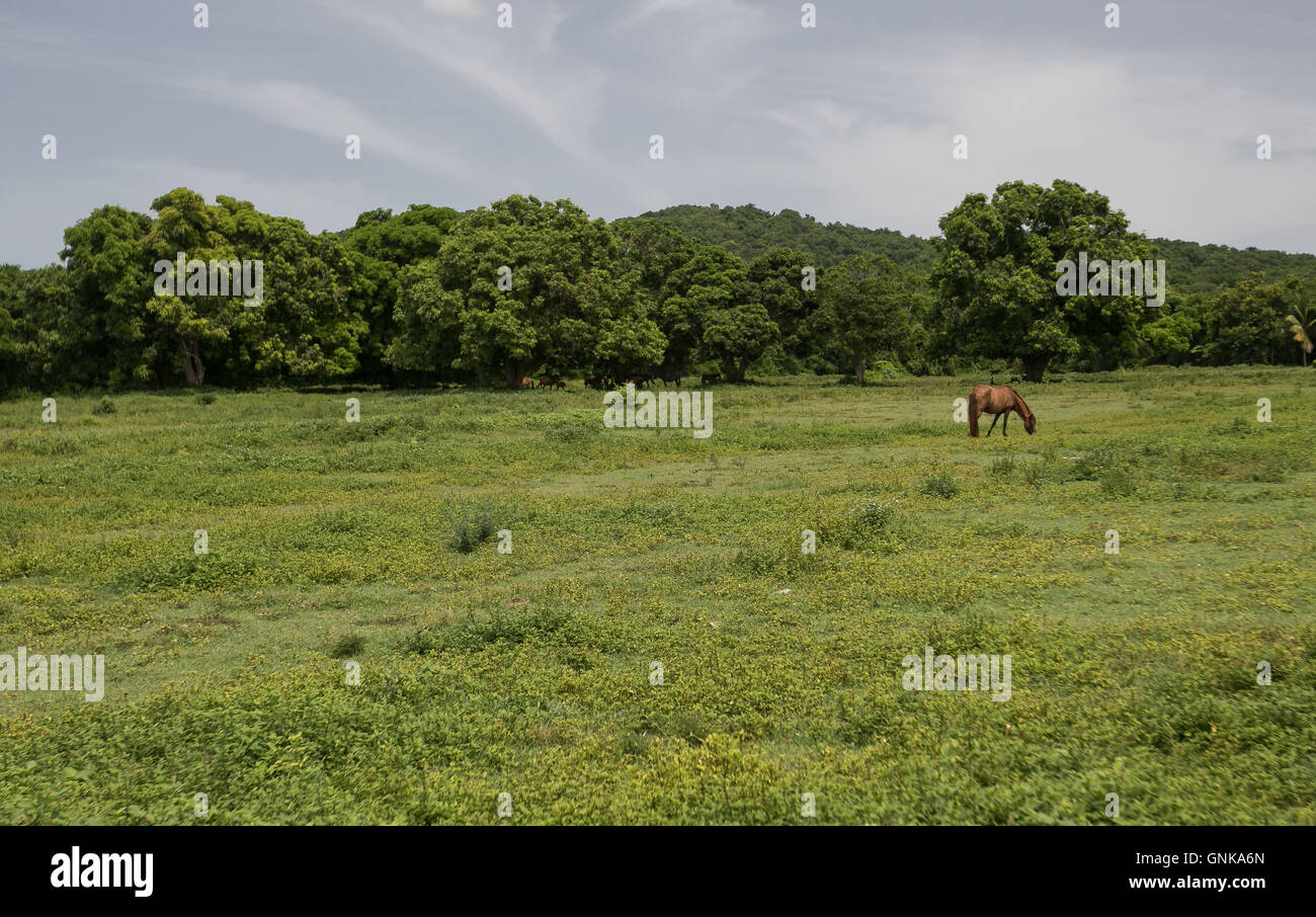 Ein Pferd ist auf einer Wiese weiden. Stockfoto