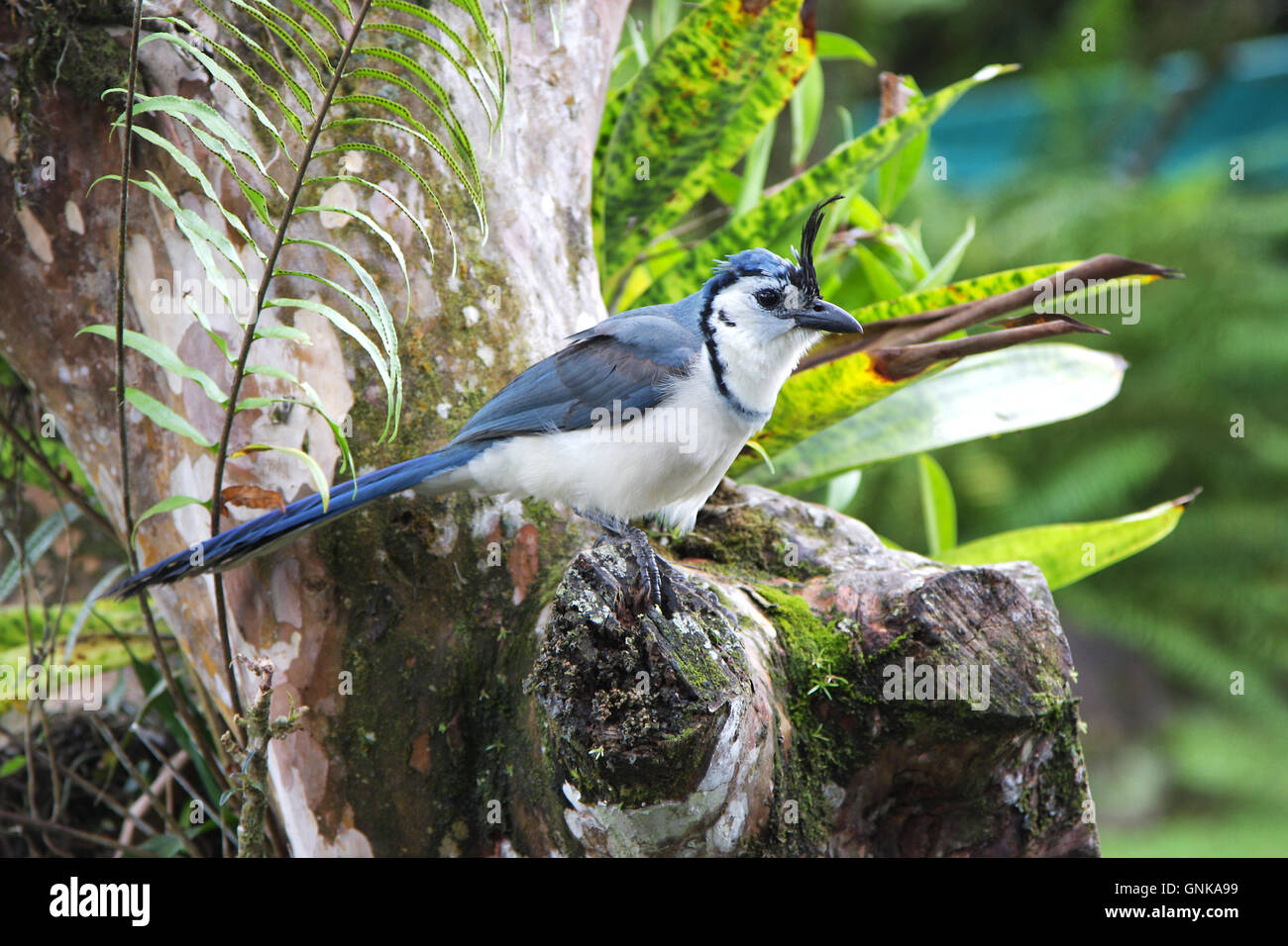 Eine White-throated Elster Eichelhäher [Calocitta Formosa] Sitzen auf einem Baum. Costa Rica. Stockfoto